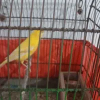 دو عدد قناری سالم نر بخون ماده آمده|پرنده|شاهدشهر, |دیوار