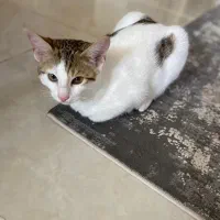 واگذاری رایگان گربه|گربه|چمران, |دیوار