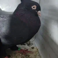 کبوتر زاغ