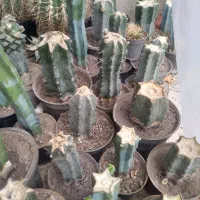 کاکتوس