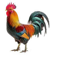 مرغ و خروس  محلی