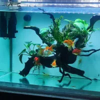 شیشه آکواریوم ده میل  ریملس