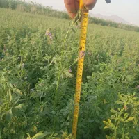 یونجه رنجر آمریکایی ماران همدانی