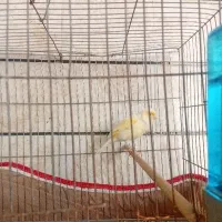 قناری بخون بخون نر ۱۶۰۰