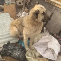 واگذاری سگ گله|سگ|ایلخچی, |دیوار