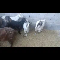 بزدونه۱۳