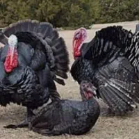 بوقلمون محلی