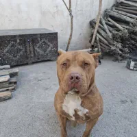 سگ پیت بول|سگ|مشهد, خین عرب|دیوار