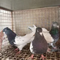 کبوتر خوبا|پرنده|شیراز, اصلاح‌نژاد|دیوار
