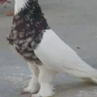 فروش مرغ دیلگونی، کبوتر، بوقلمون|حیوانات مزرعه|بهبهان, |دیوار