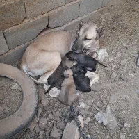 واگذاری سگ های سرابی و خراسانی اصیل|سگ|پیشوا, |دیوار