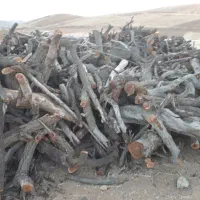 چوب بادام خشک|خدمات باغبانی و درختکاری|بروجرد, |دیوار