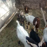 حیوانات مزرعه