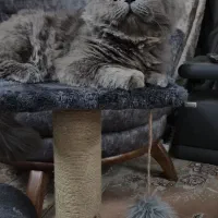 گربه پرشین نر جفت‌گیری