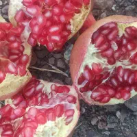فروش انار محلی پوست نازک و صادراتی|خوردنی و آشامیدنی|شیراز, قصرالدشت|دیوار