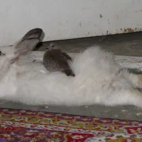 خرگوش|موش و خرگوش|مهاباد (آذربایجان غربی), |دیوار