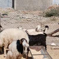 گوسفند چاق درجه یک|حیوانات مزرعه|دورود, |دیوار