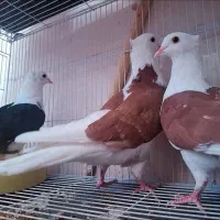 کبوتر فروشی|پرنده|سراوان, |دیوار