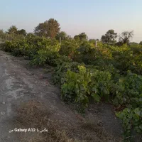 باغ انگور بادرختان بادام وغیره|فروش دفتر صنعتی، کشاورزی، تجاری|بشاریات, |دیوار