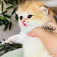 اسکاتیش طلا و زیبا