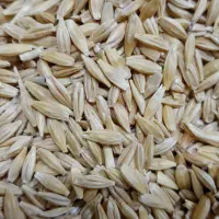 جو دیم بسیار چاق تمیز|عمدهفروشی|سنقر, |دیوار