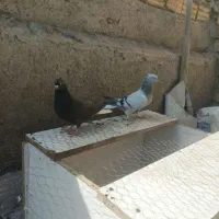 کبوتر 4 تا بهبونی موفت دم سفید آبادانی نر ماده