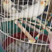 طوطی عروس|پرنده|رشت, کوی قدس|دیوار