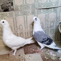 جفت باهم 450