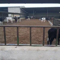 گوساله لاغر