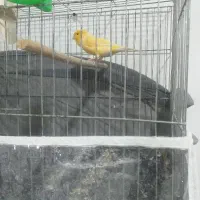 فروش معاوضه باقناری نر سبز