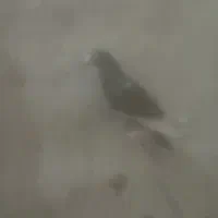 کبوتر میناسیاه|پرنده|هامون, |دیوار