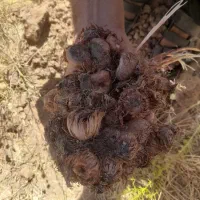 بنه زعفران|گل و گیاه طبیعی|مبارکه, |دیوار