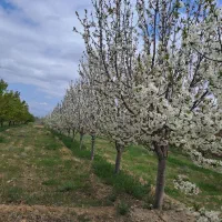 فروش-زمین-های-کاهو-500-متری-600متری