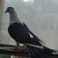 کفتر جوانه