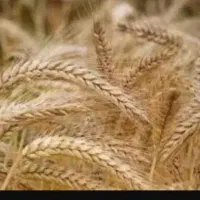 گندم