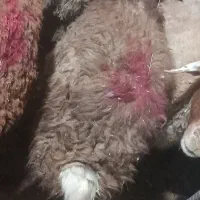 بره|حیوانات مزرعه|نهاوند, |دیوار