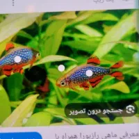 ماهیها و آکواریوم