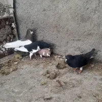 شهری|پرنده|خرامه, |دیوار