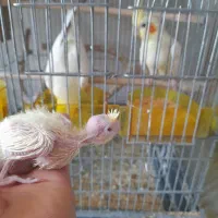 ۳ جفت عروس هلندی فروش با تخم و جوجه
