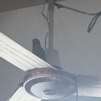 کوتوله برزیلی