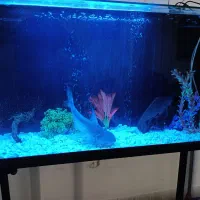 اکواریوم وماهی