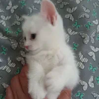 واگذاری گربه اسکاتیش|گربه|تایباد, |دیوار