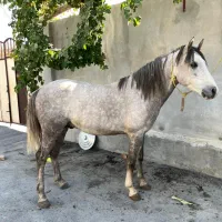 اسب کرد|اسب و تجهیزات اسب‌سواری|نوشین شهر, |دیوار