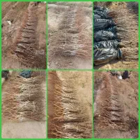 فروش انواع نهال میوه های پیوندی و اصلاح شده|خدمات باغبانی و درختکاری|سنندج, |دیوار