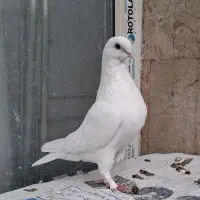 کبوتر سفید حندقی ماده|پرنده|قم, انسجام|دیوار