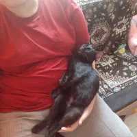 واگذاری گربه|گربه|چهارباغ, |دیوار