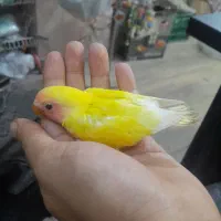 طوطی برزیلی سرلاکی در انواع رنگ پرنده سرای توئیتی|پرنده|قائمشهر, |دیوار