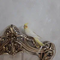 عروس هلندی|پرنده|تهران, کوی بیمه|دیوار