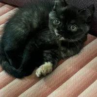 گربه بریتیش بلک جذاب|گربه|رشت, لاکانی|دیوار