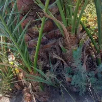 پاجوش خاصویی ،هلیله